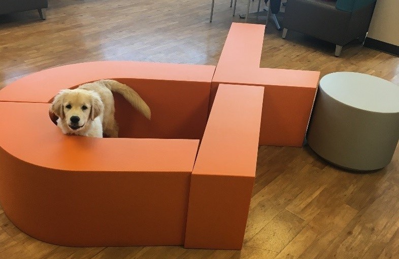 Dewpoint Employee Follows Passion to DewGood